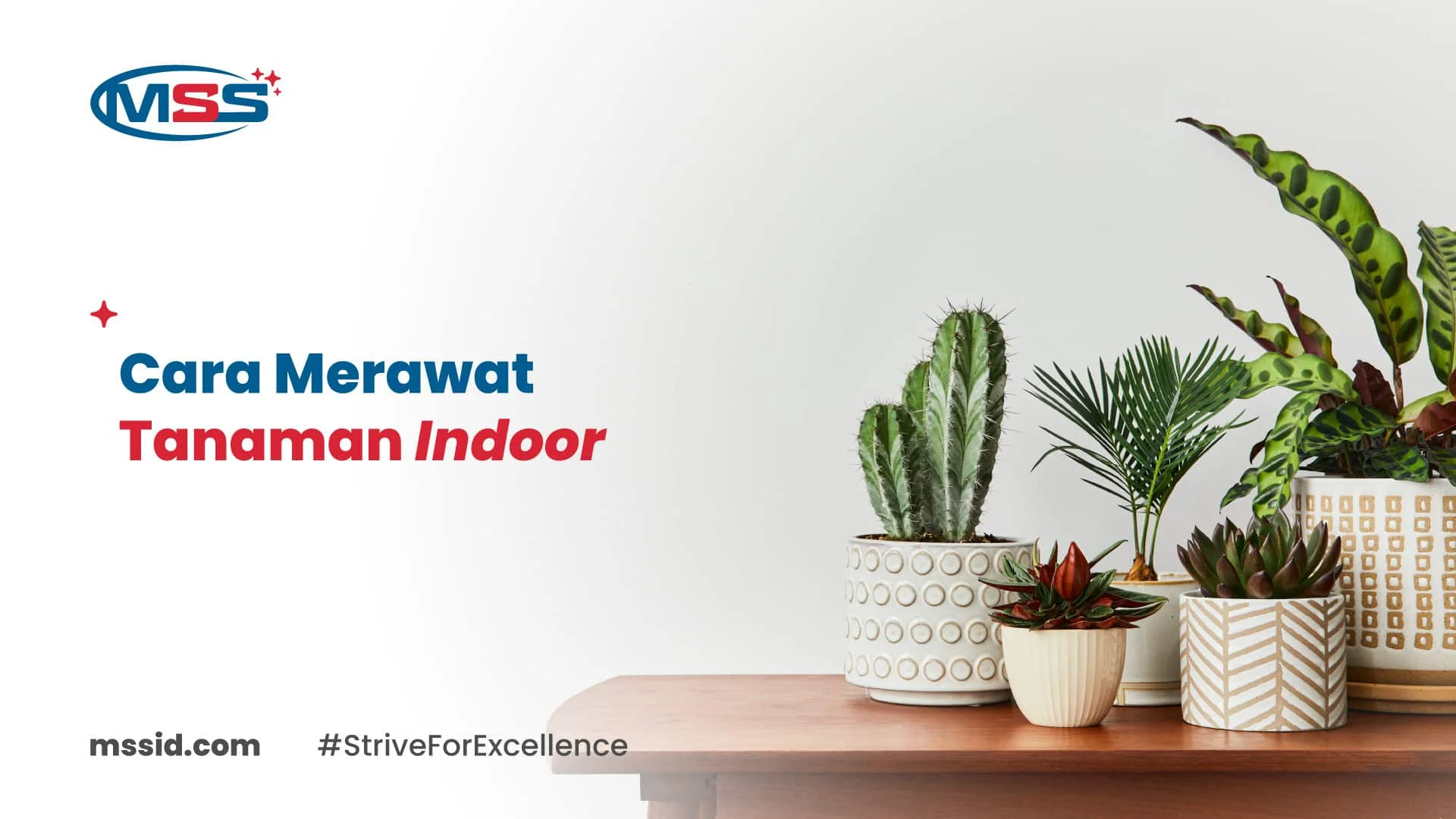 cara merawat tanaman indoor